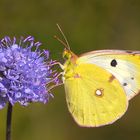 Weibchen vom Colias hyale, oder?