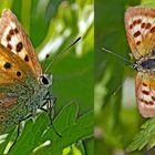 Weibchen vom Dukaten-Feuerfalter (Lycaena virgaurea). - Les femelles du Cuivré de la verge d’or.   