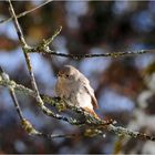 Weibchen vom Garten - oder Hausrotschwanz