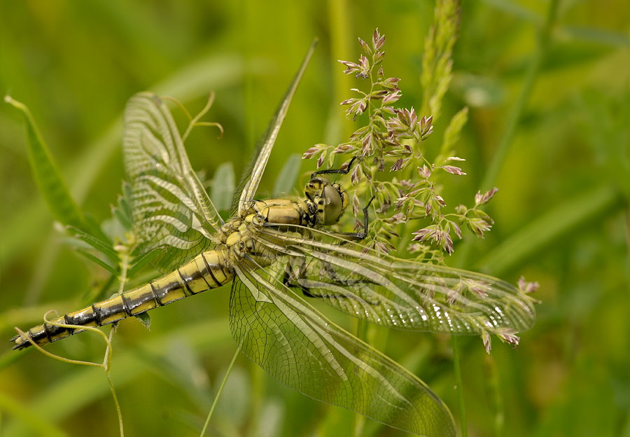 Weibchen vom Großen Blaupfeil