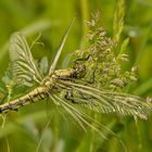 Weibchen vom Großen Blaupfeil