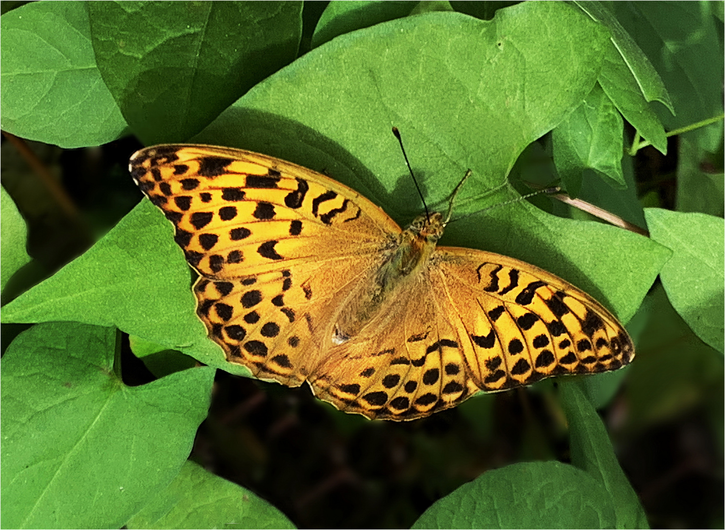 Weibchen vom Kaisermantel (Argynnis paphia)