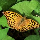 Weibchen vom Kaisermantel (Argynnis paphia)