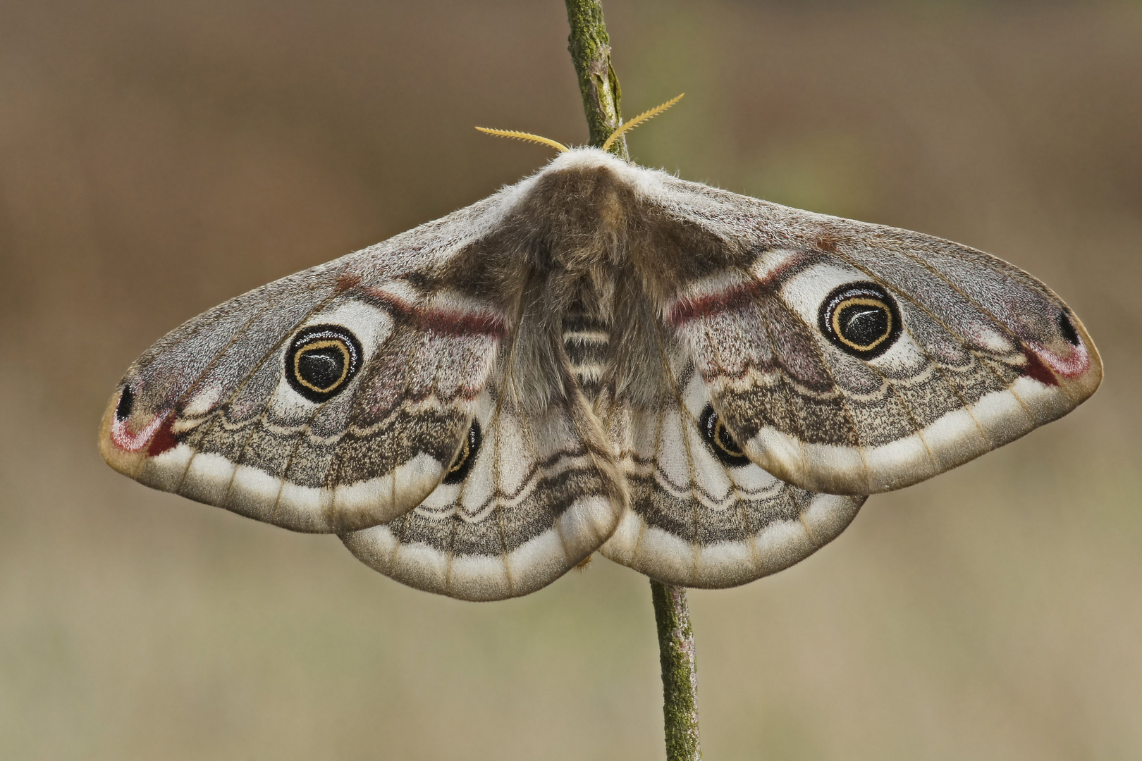 Weibchen vom Kleinen Nachtpfauenauge (Saturnia pavonia)