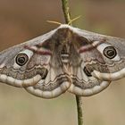 Weibchen vom Kleinen Nachtpfauenauge (Saturnia pavonia)