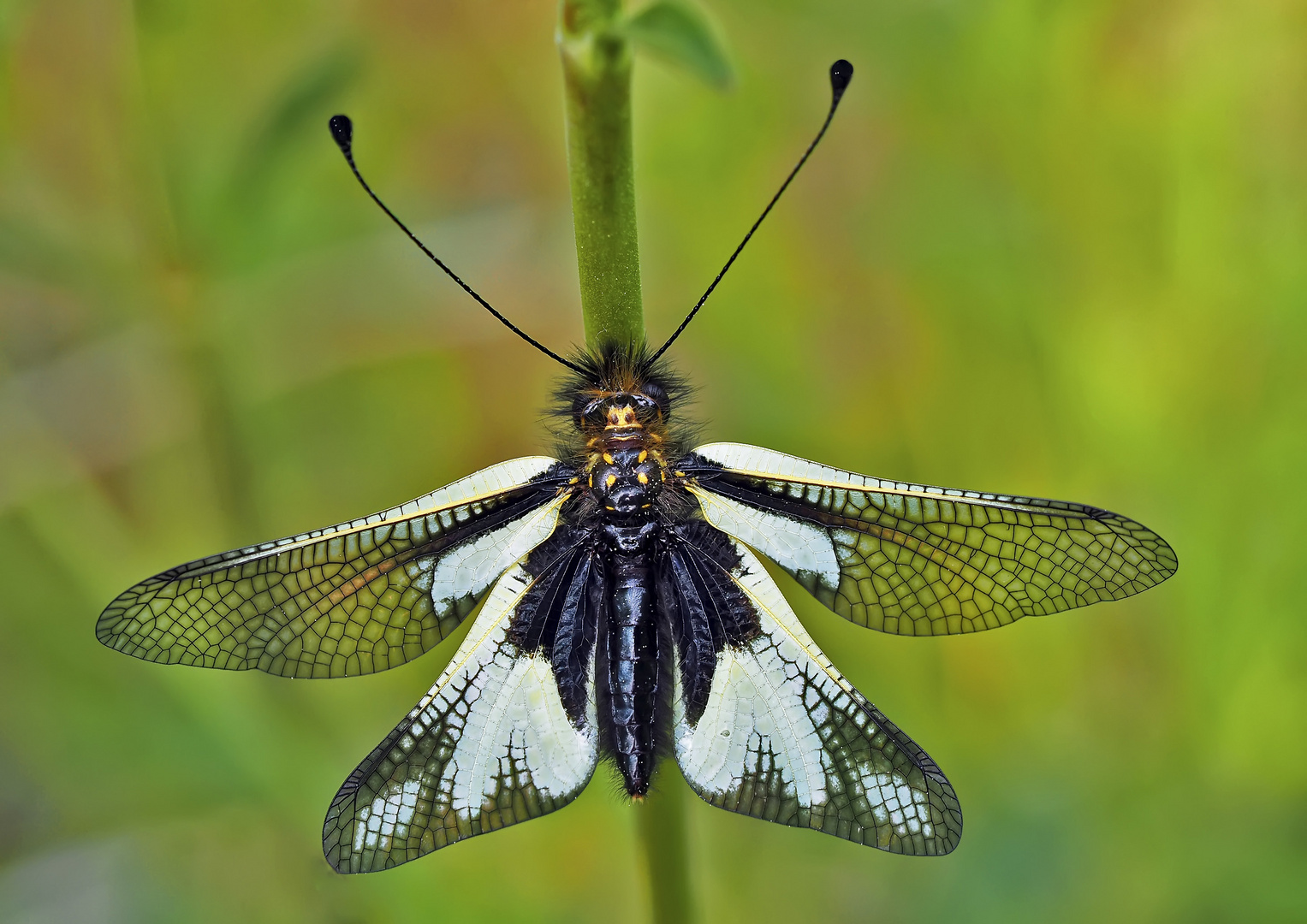 Weibchen vom Libellen-Schmetterlingshaft (Libelloides coccajus).