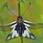 Weibchen vom Libellen-Schmetterlingshaft (Libelloides coccajus).