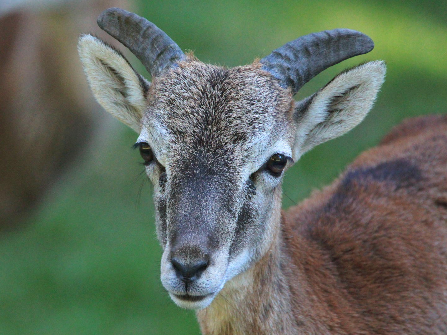 Weibchen vom Muffelwild