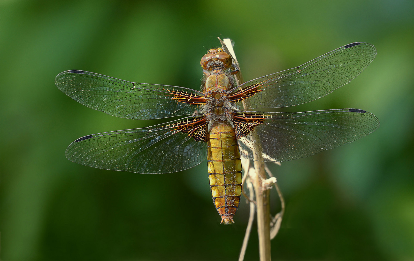 Weibchen vom Plattbauch