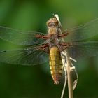 Weibchen vom Plattbauch