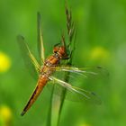 Weibchen vom Spitzenfleck