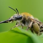 Weibchen von Eucera nigrescens