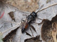 Weibchen von Tachysphex obscuripennis