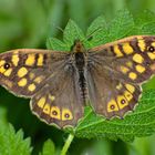 Weibchen Waldbrettspiel