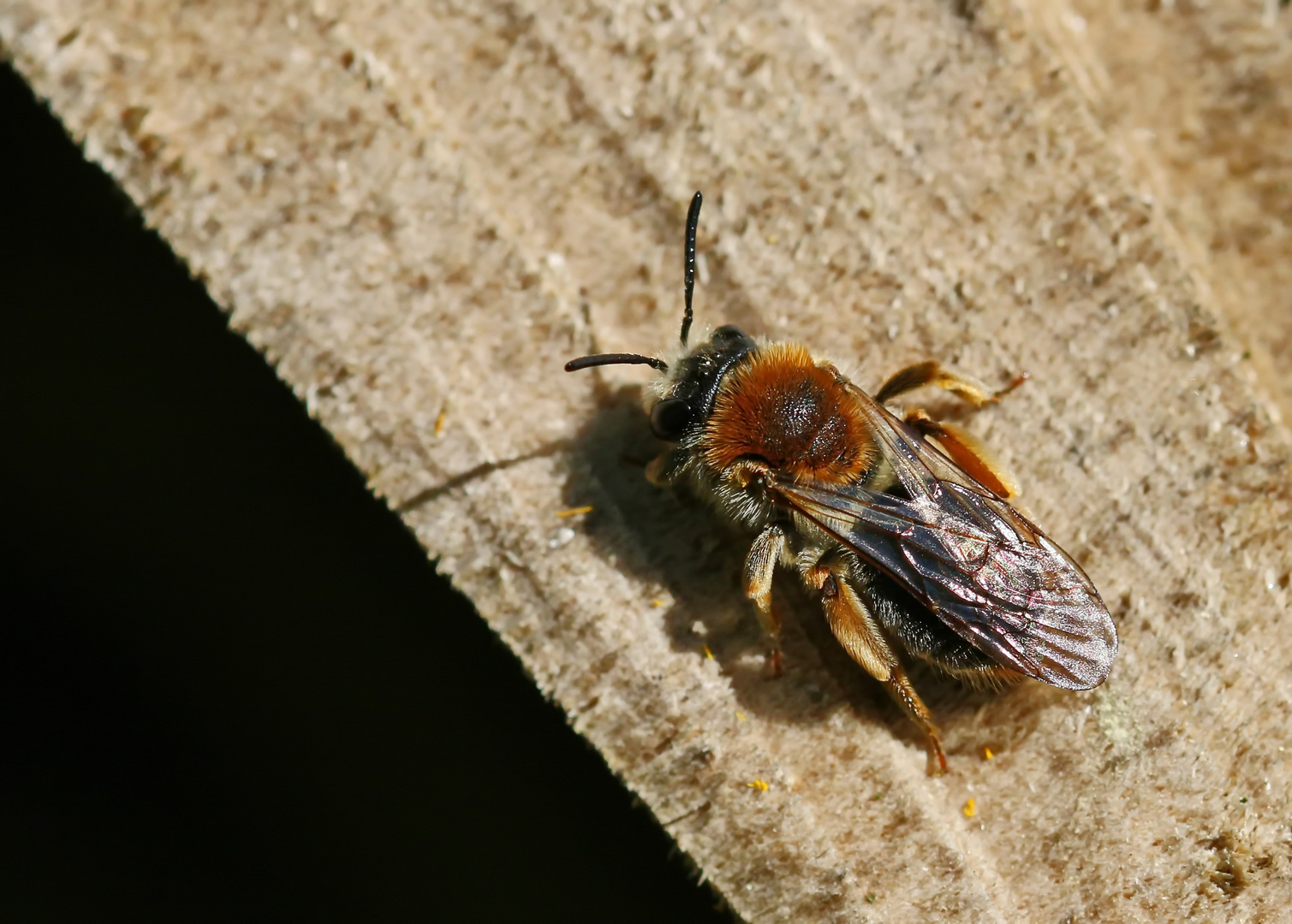 Weibchen,Andrena haemorrhoa