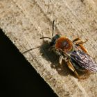 Weibchen,Andrena haemorrhoa
