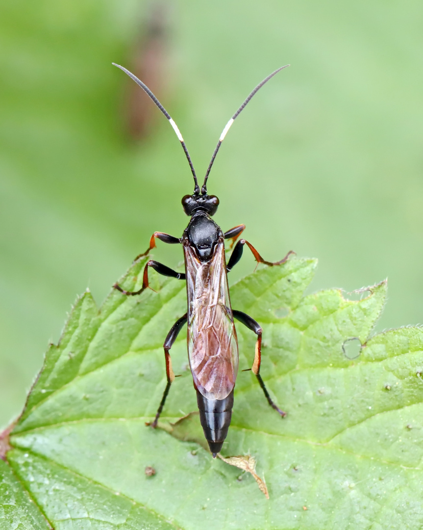 Weibchen,Stenichneumon culpator