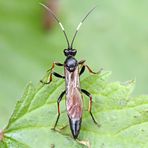 Weibchen,Stenichneumon culpator