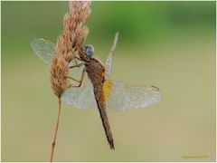 weibl. feuerlibelle .....