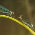 weibl. gebänderte Prachtlibellen - Calopteryx splendens - im Doppelpack.....