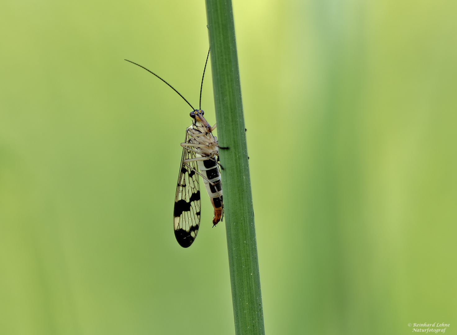  Weibl. Skorpionsfliege