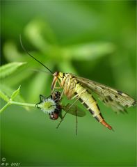 Weibl. Skorpionsfliege mit Beute.