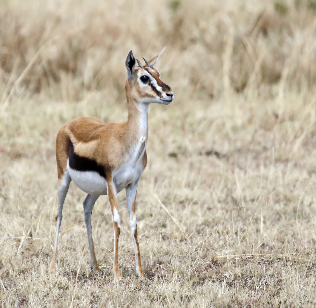 weibl. Thomson-Gazelle