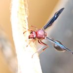 weibl_ Töpferwespe,Delta sp.