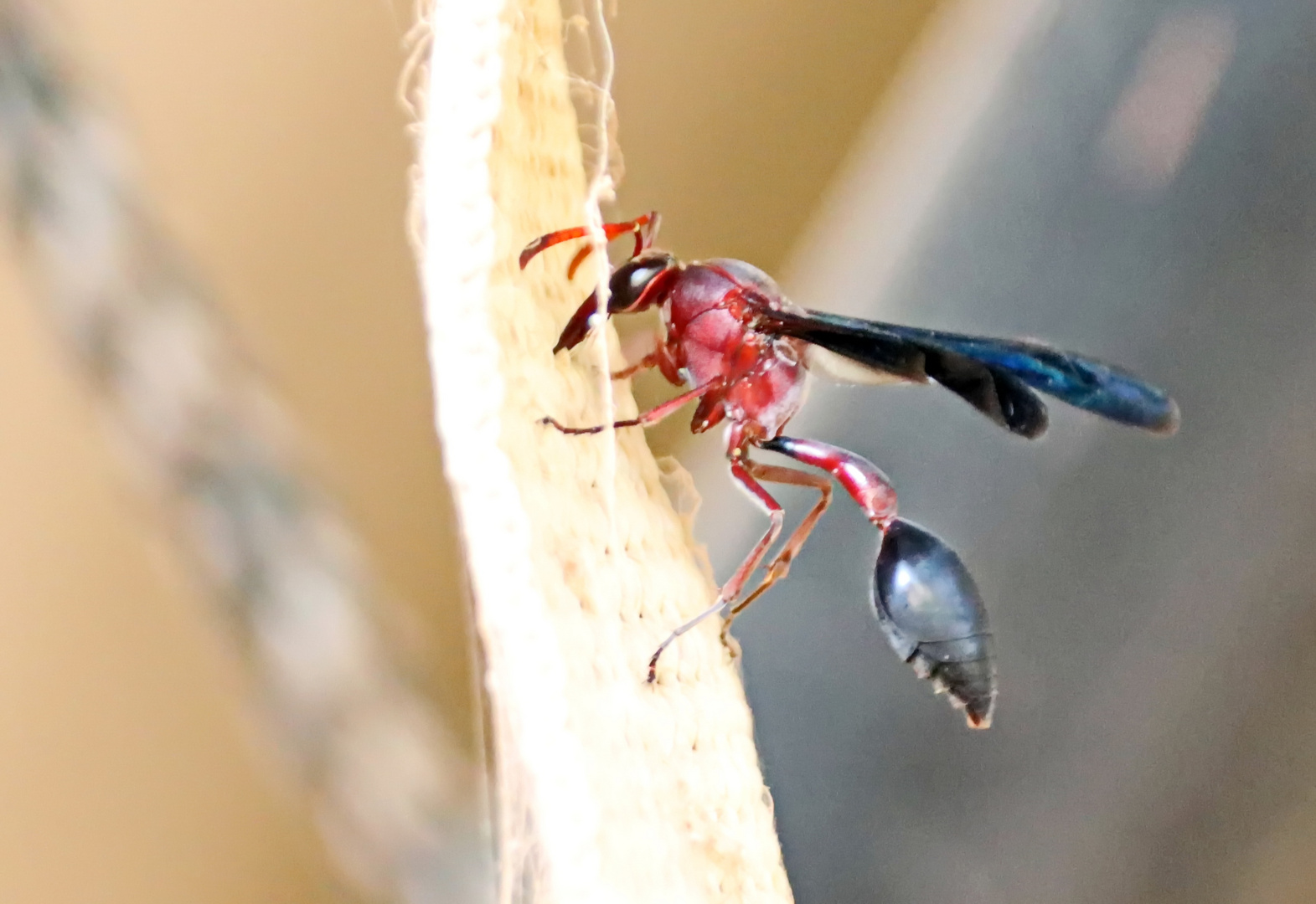 weibl_ Töpferwespe,Delta sp.