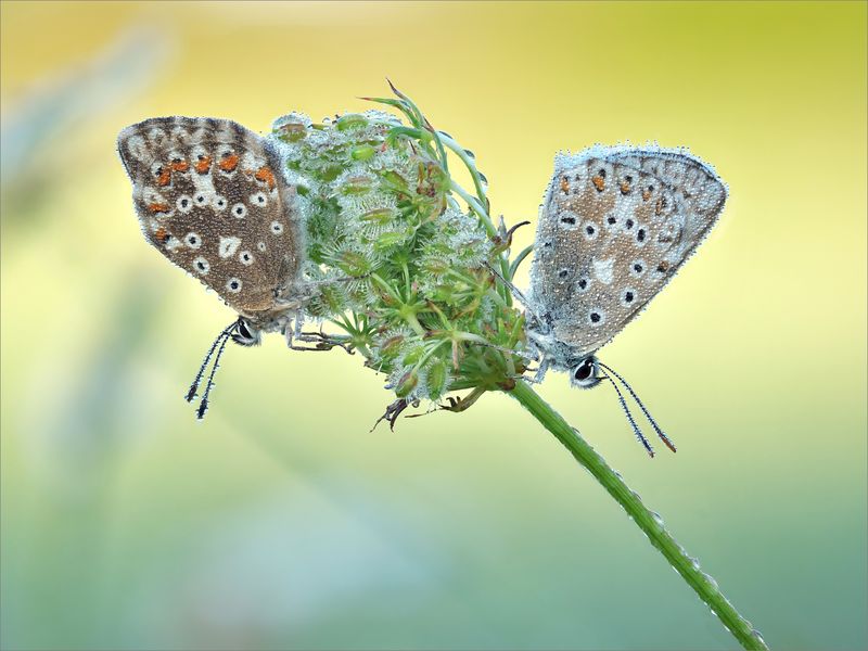 Weiblein und Männlein