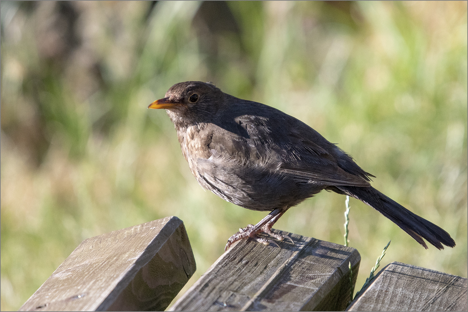 weibliche Amsel