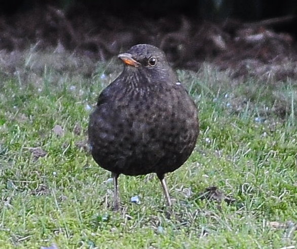 Weibliche Amsel