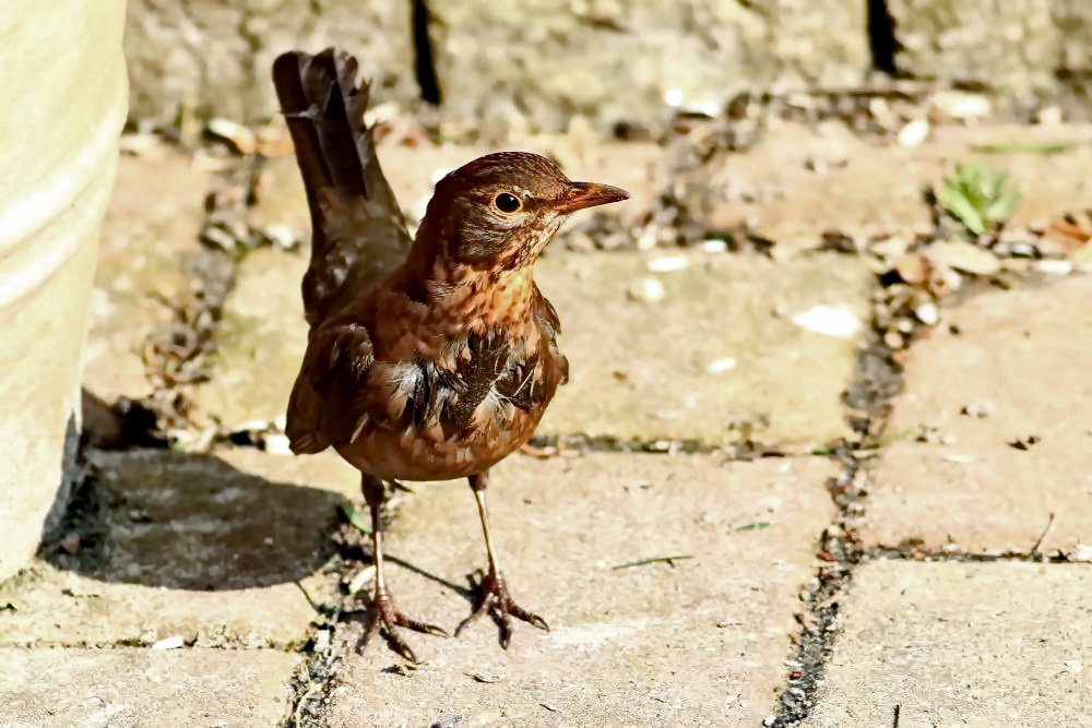 weibliche Amsel