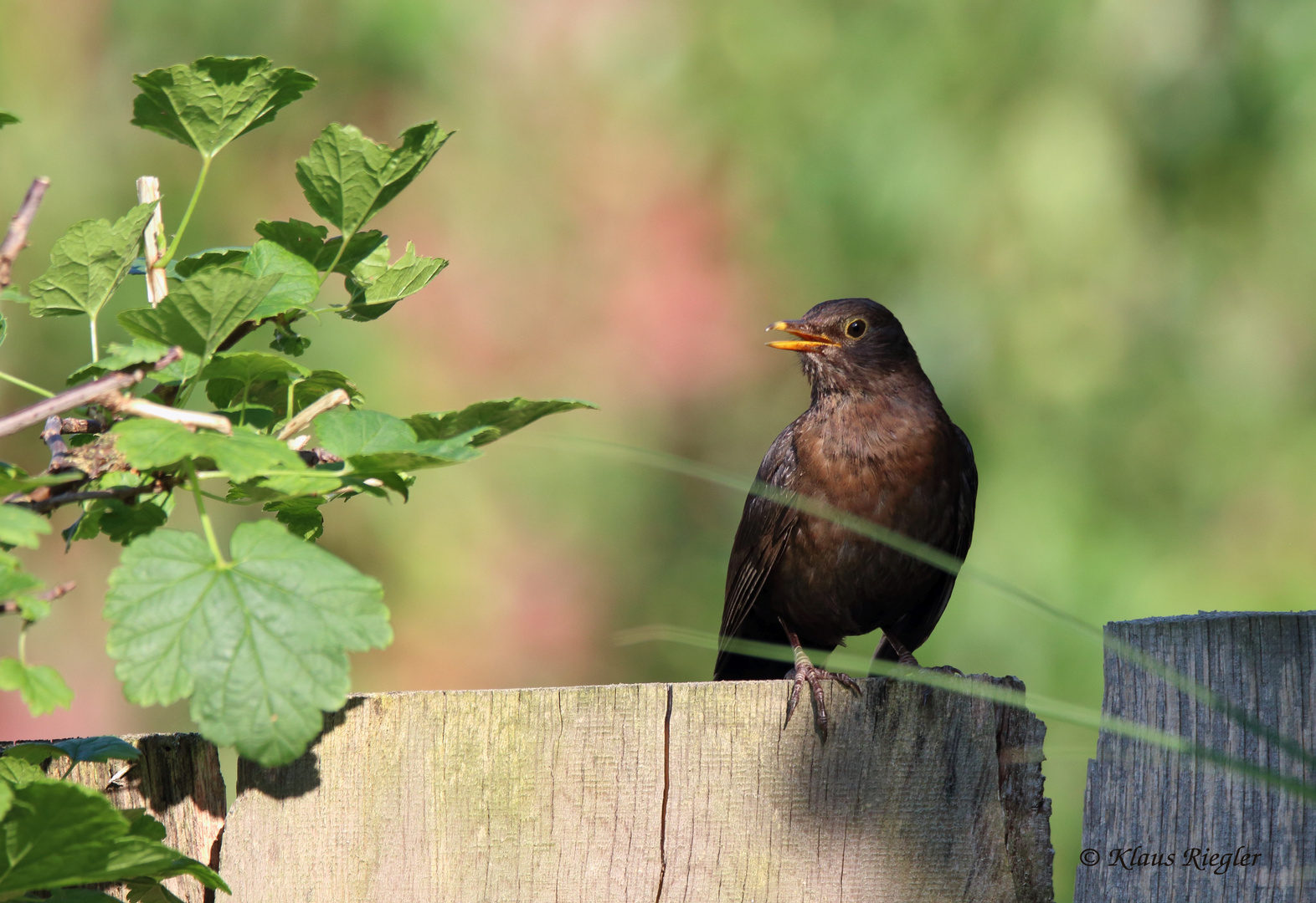 Weibliche Amsel