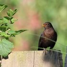 Weibliche Amsel