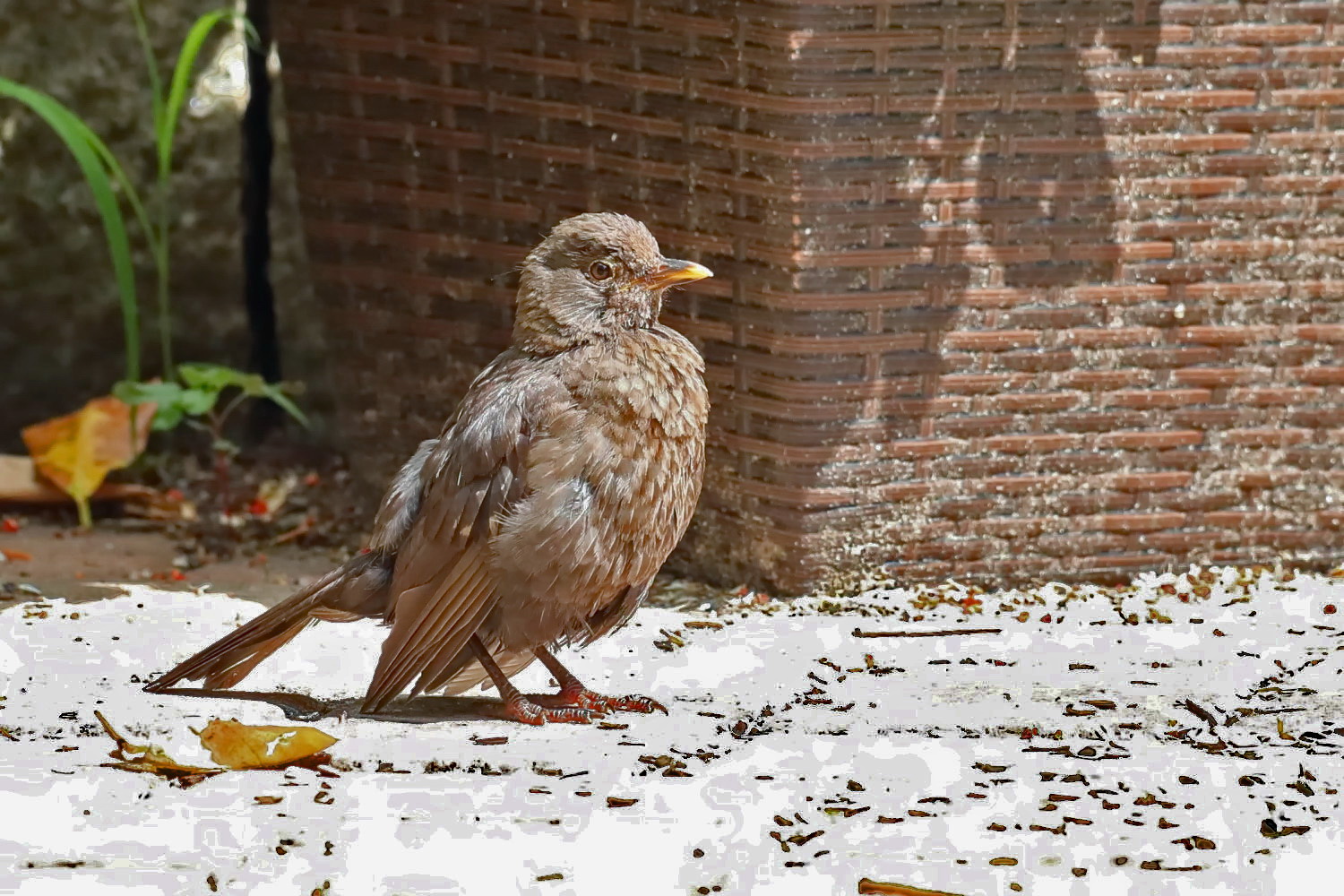 weibliche Amsel