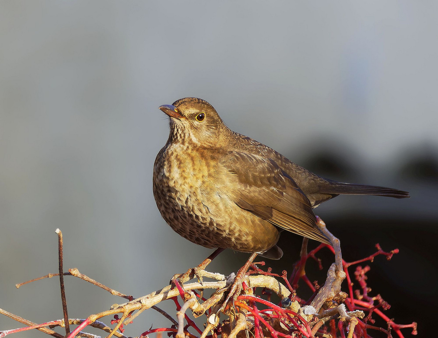 Weibliche Amsel (Female Blackbird)