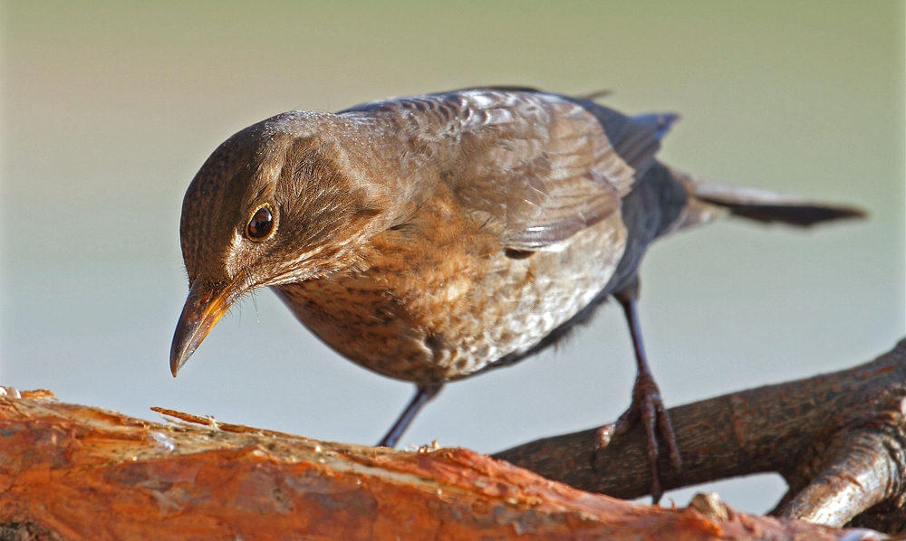 Weibliche Amsel - fotografiert vom Wohnzimmer aus (+ Tipp für Balkonaufnahmen)