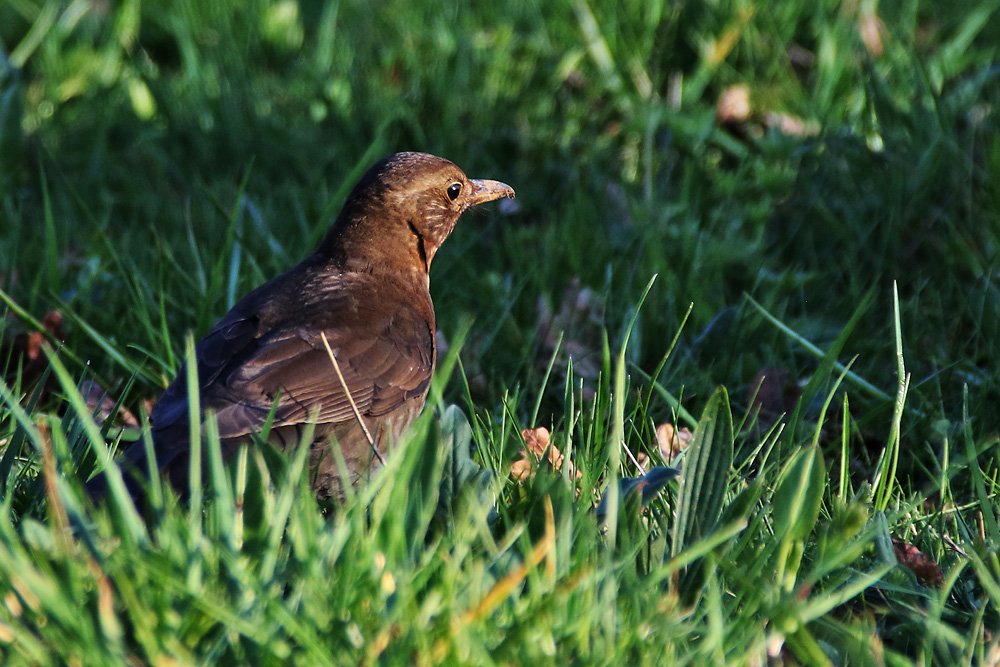 weibliche Amsel im Abendlicht