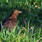 weibliche Amsel im Abendlicht