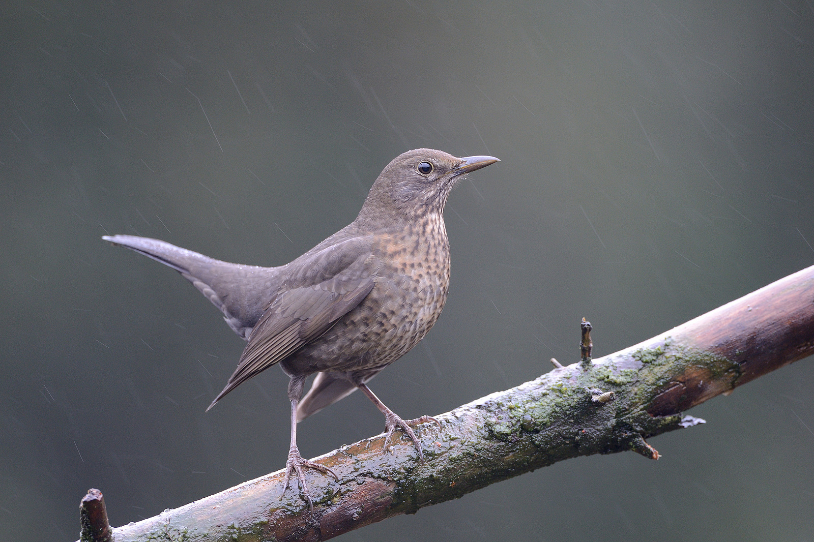 Weibliche Amsel im Regen