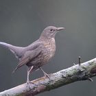 Weibliche Amsel im Regen