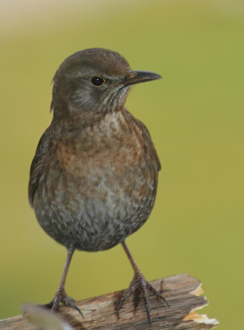 Weibliche Amsel in Bereitschaft