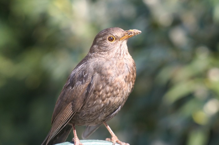 Weibliche Amsel in Darmstadt Mai 2005