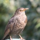 Weibliche Amsel in Darmstadt Mai 2005