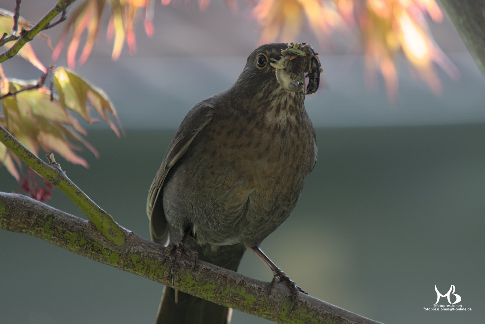 weibliche Amsel mit Insektennahung für die Jungvögel Foto & Bild tiere, wildlife, wild lebende