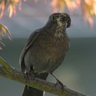 weibliche Amsel mit Insektennahung für die Jungvögel