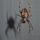 Weibliche, ausgewachsene Gartenkreuzspinne (Araneus diadematus) . . .