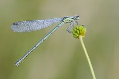 Weibliche Azurjungfer 2