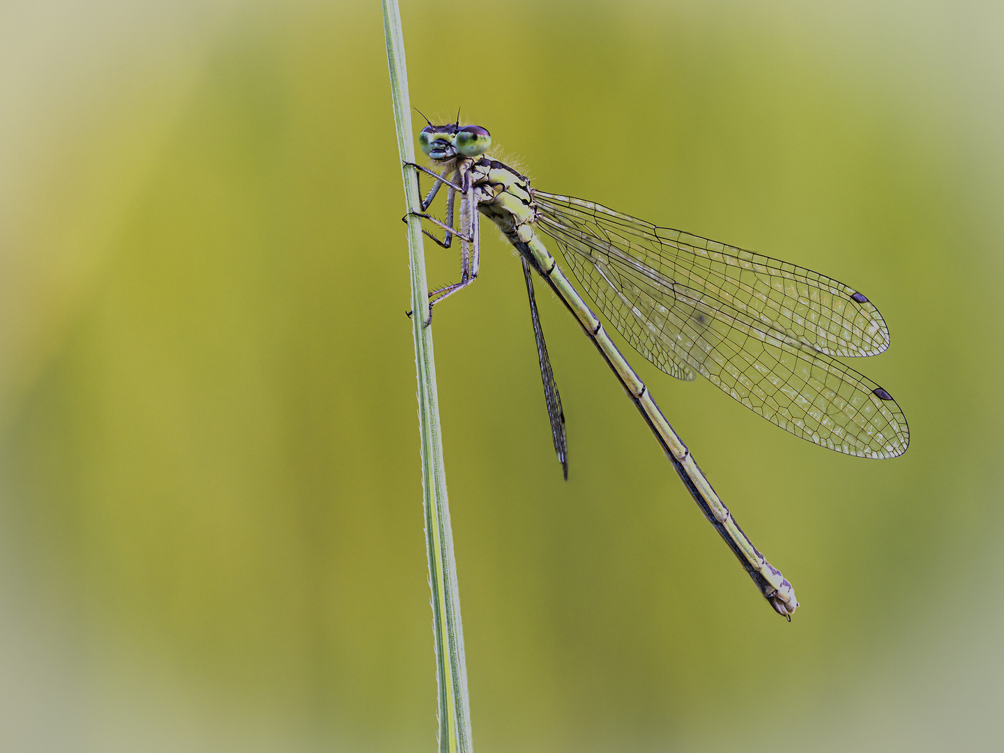 Weibliche Azurjungfer (Coenagrion spec.)